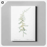 アートパネル-Asparagus horridus - ピエール ジョゼフ ルドゥーテ Canvas.