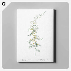 アートパネル-Asparagus horridus - ピエール ジョゼフ ルドゥーテ Canvas.