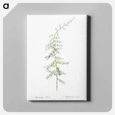 アートパネル-Asparagus horridus - ピエール ジョゼフ ルドゥーテ Canvas.