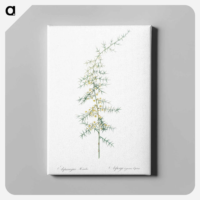 アートパネル-Asparagus horridus - ピエール ジョゼフ ルドゥーテ Canvas.
