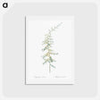 アートポストカード-Asparagus horridus - ピエール ジョゼフ ルドゥーテ Postcard.
