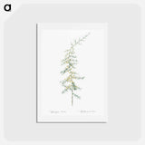 アートポストカード-Asparagus horridus - ピエール ジョゼフ ルドゥーテ Postcard.