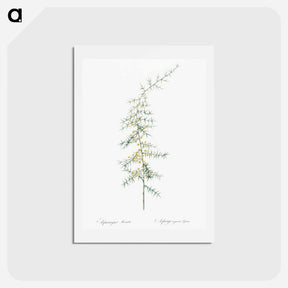 アートポストカード-Asparagus horridus - ピエール ジョゼフ ルドゥーテ Postcard.