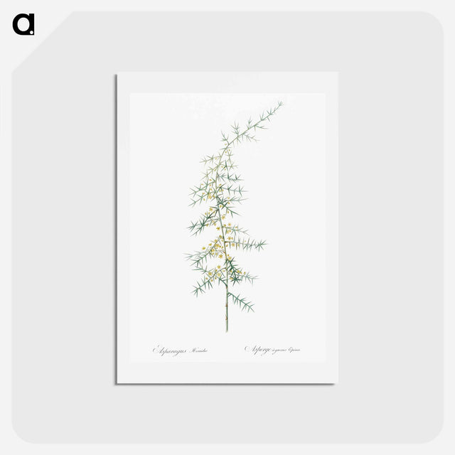 アートポストカード-Asparagus horridus - ピエール ジョゼフ ルドゥーテ Postcard.