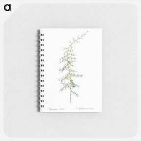 アートメモ帳-Asparagus horridus - ピエール ジョゼフ ルドゥーテ Memo.