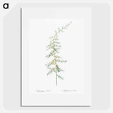 Asparagus horridus - ピエール ジョゼフ ルドゥーテ Poster.