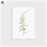 アートポストカード-Asparagus horridus - ピエール ジョゼフ ルドゥーテ Postcard.