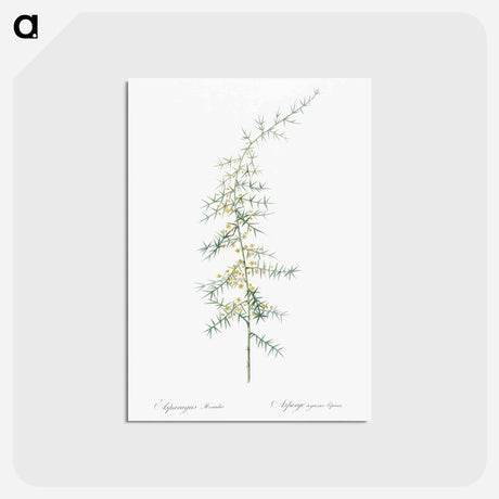 アートポストカード-Asparagus horridus - ピエール ジョゼフ ルドゥーテ Postcard.