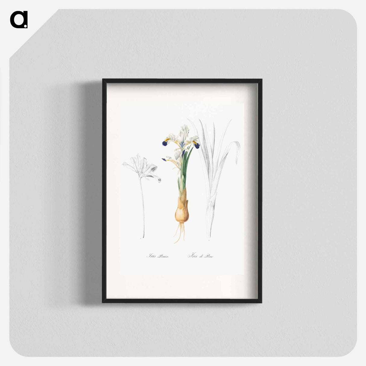 Iris Persica - Pierre Joseph Redouté Poster.