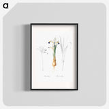 Iris Persica - Pierre Joseph Redouté Poster.