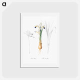 アートポストカード-Iris Persica - ピエール ジョゼフ ルドゥーテ Postcard.
