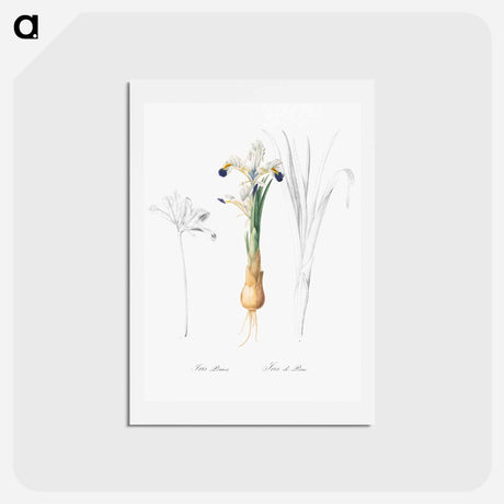 アートポストカード-Iris Persica - ピエール ジョゼフ ルドゥーテ Postcard.