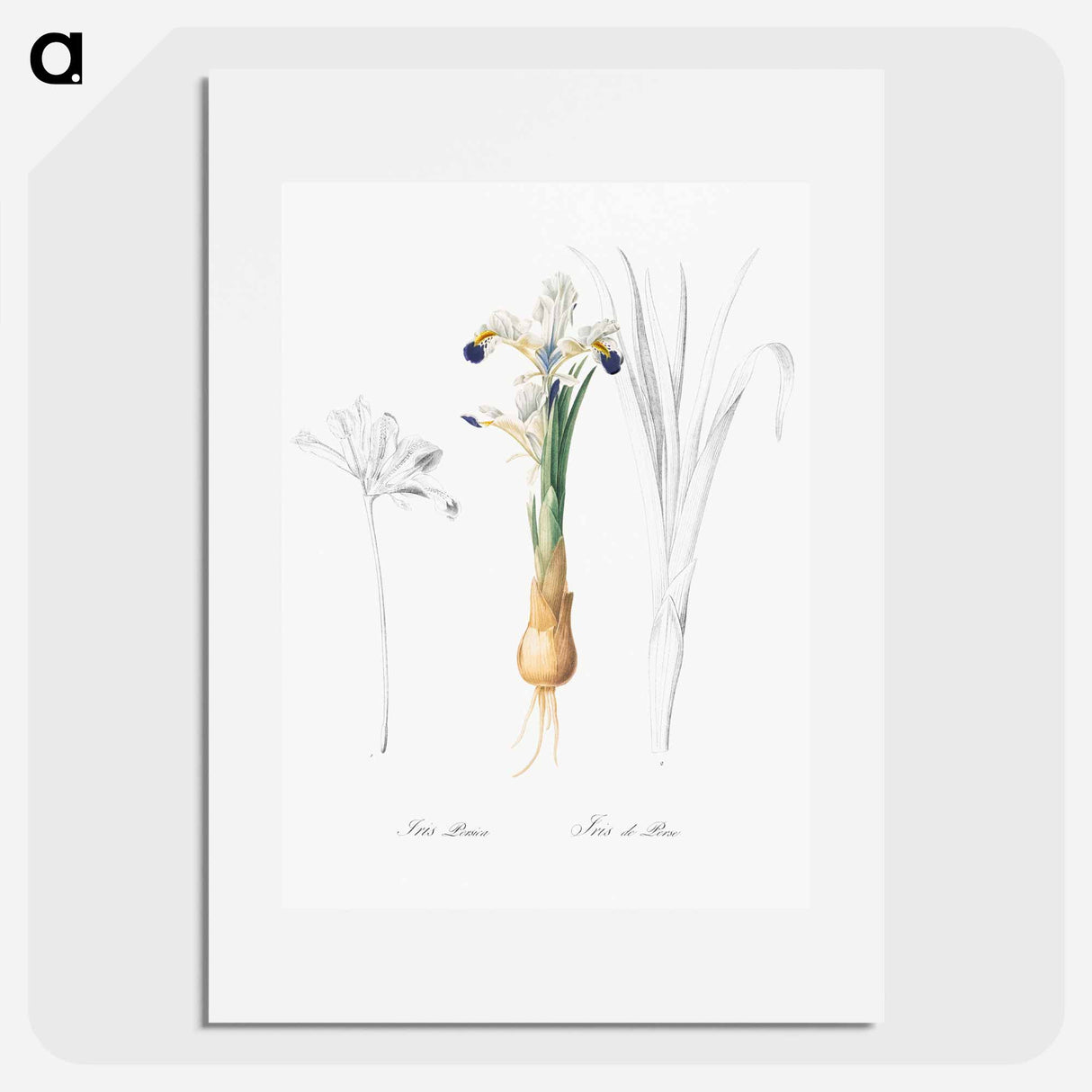 Iris Persica - Pierre Joseph Redouté Poster.