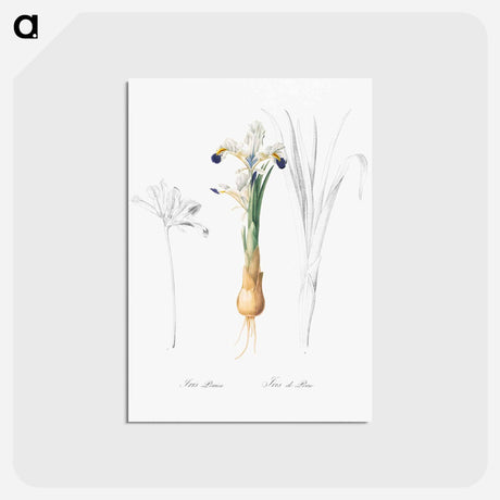 アートポストカード-Iris Persica - ピエール ジョゼフ ルドゥーテ Postcard.