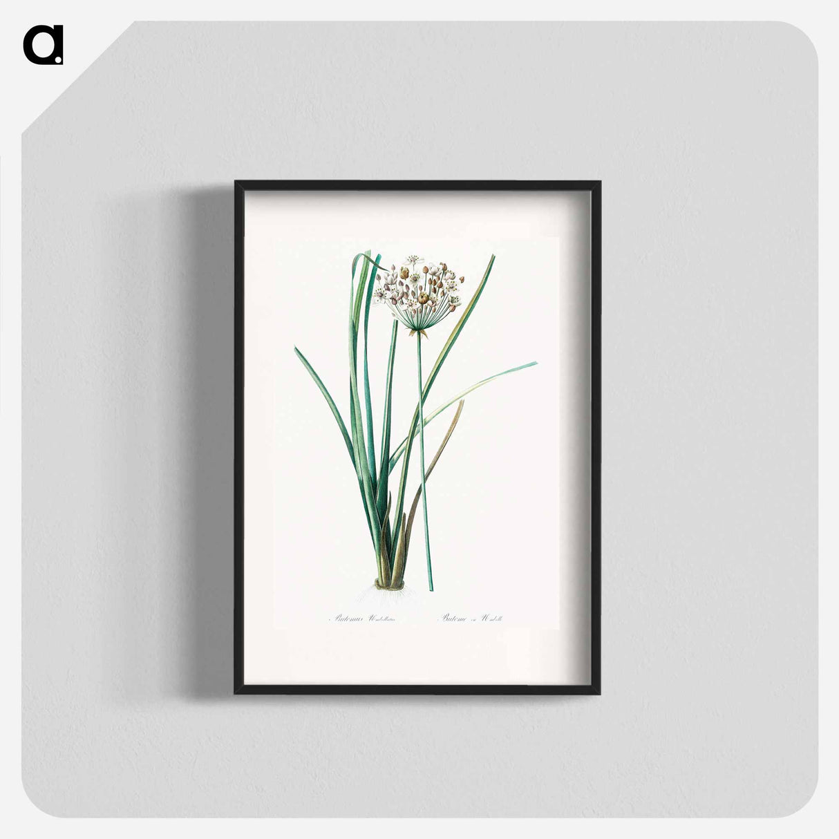 Flowering rush - Pierre Joseph Redouté Poster.