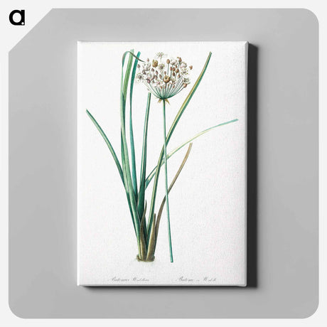アートパネル-Flowering rush - ピエール ジョゼフ ルドゥーテ Canvas.