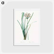 アートポストカード-Flowering rush - ピエール ジョゼフ ルドゥーテ Postcard.