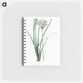 アートメモ帳-Flowering rush - ピエール ジョゼフ ルドゥーテ Memo.