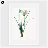 Flowering rush - Pierre Joseph Redouté Poster.