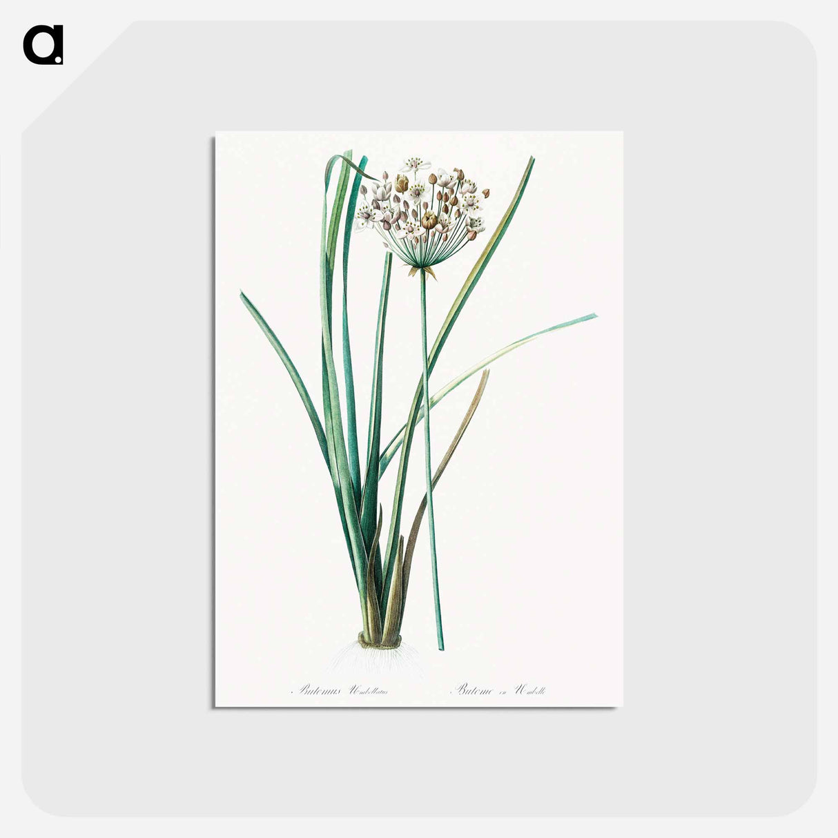 アートポストカード-Flowering rush - ピエール ジョゼフ ルドゥーテ Postcard.
