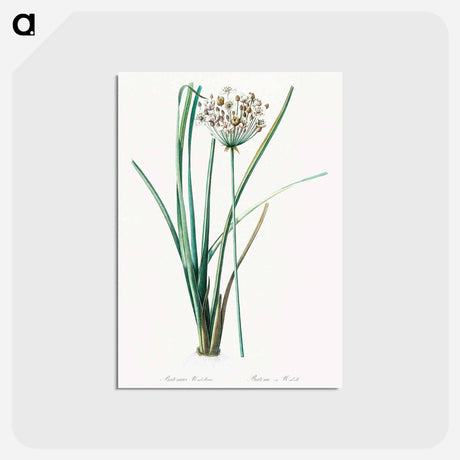 アートポストカード-Flowering rush - ピエール ジョゼフ ルドゥーテ Postcard.