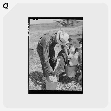 アートポストカード-Feeding Calves, Baca County
 - ラッセル リー Postcard.