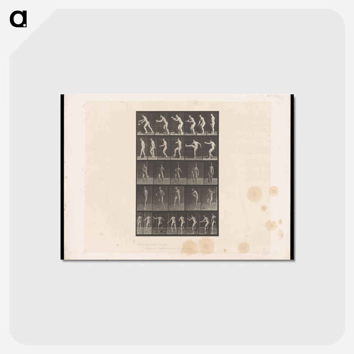 アートポストカード-Rugby Motion
 - エドワード マイブリッジ Postcard.