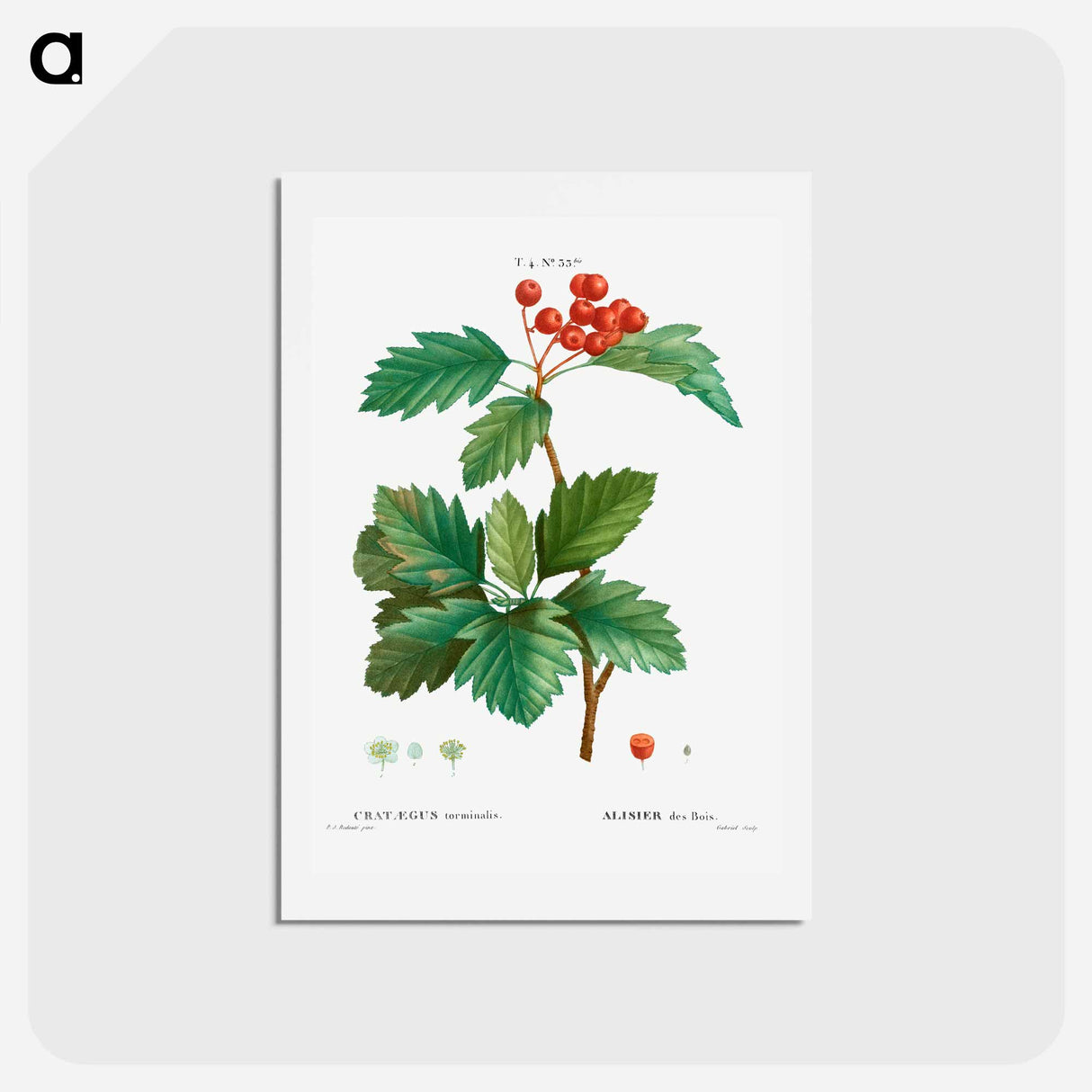 アートポストカード-Wild service tree - ピエール ジョゼフ ルドゥーテ Postcard.