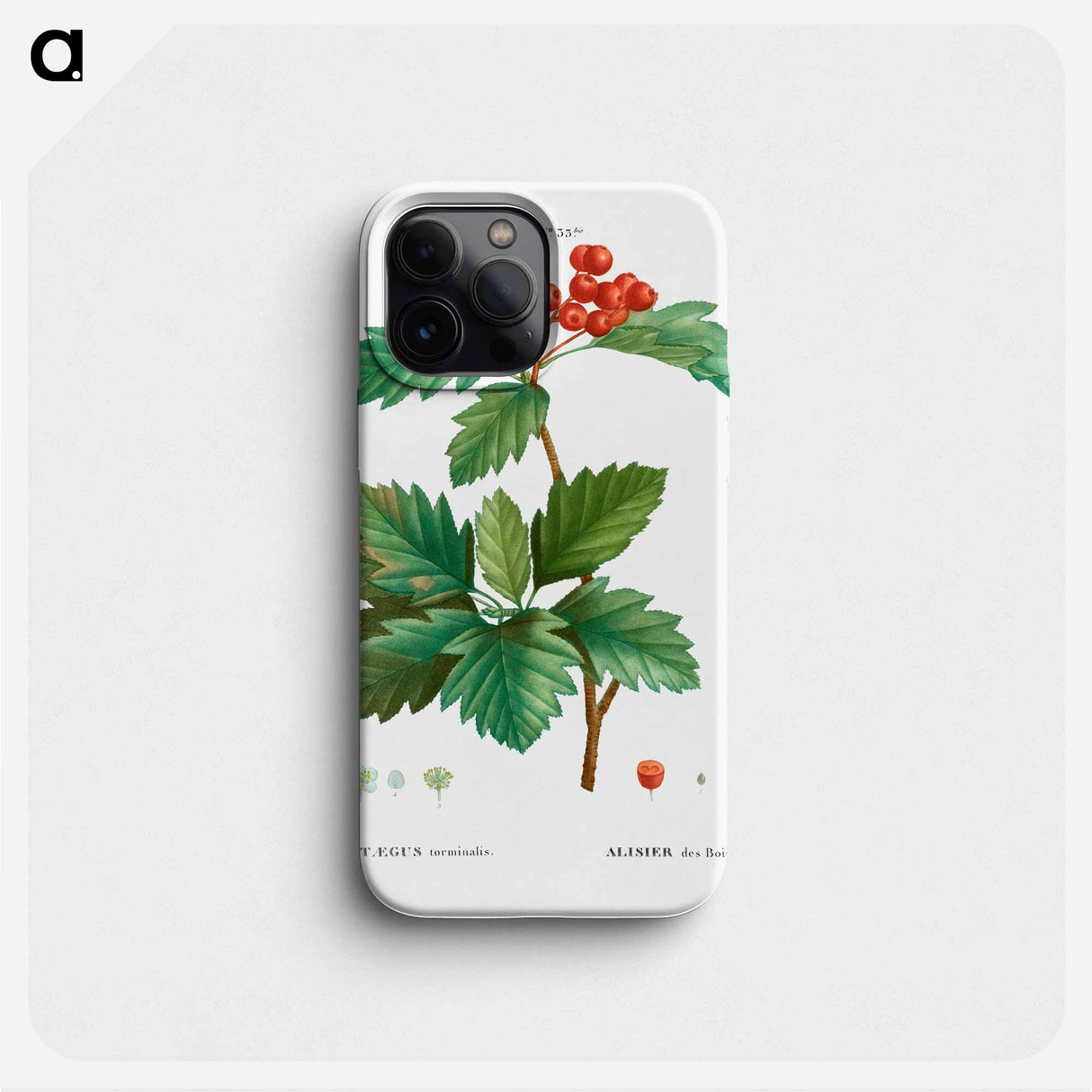 Wild service tree - ピエール ジョゼフ ルドゥーテ Phone Case.