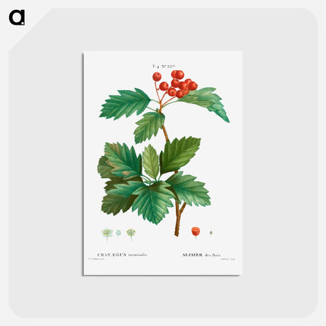 アートポストカード-Wild service tree - ピエール ジョゼフ ルドゥーテ Postcard.