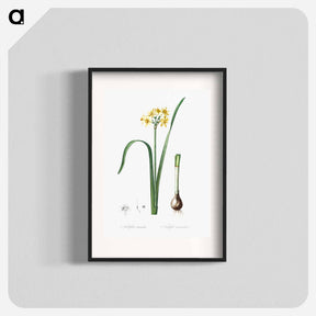 アートポスター-Cowslip cupped daffodil illustration - ピエール ジョゼフ ルドゥーテ Poster.