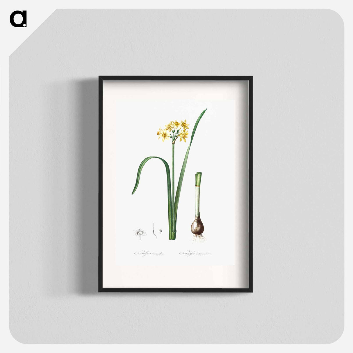 Cowslip cupped daffodil illustration - ピエール ジョゼフ ルドゥーテ Poster.