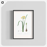 Cowslip cupped daffodil illustration - ピエール ジョゼフ ルドゥーテ Poster.