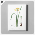 アートパネル-Cowslip cupped daffodil illustration - ピエール ジョゼフ ルドゥーテ Canvas.