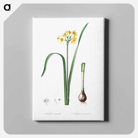 アートパネル-Cowslip cupped daffodil illustration - ピエール ジョゼフ ルドゥーテ Canvas.