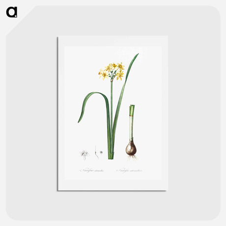 アートポストカード-Cowslip cupped daffodil illustration - ピエール ジョゼフ ルドゥーテ Postcard.