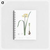 Cowslip cupped daffodil illustration - ピエール ジョゼフ ルドゥーテ Memo.