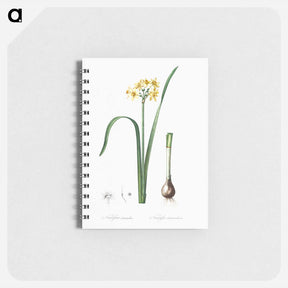 アートメモ帳-Cowslip cupped daffodil illustration - ピエール ジョゼフ ルドゥーテ Memo.