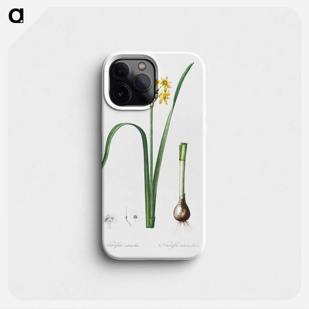 Cowslip cupped daffodil illustration - ピエール ジョゼフ ルドゥーテ Phone Case.