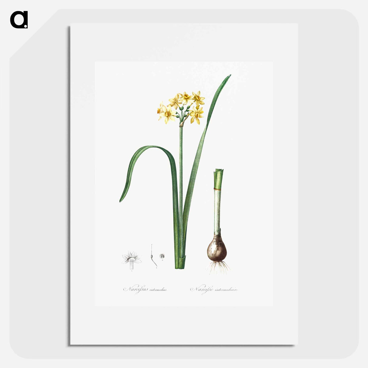 Cowslip cupped daffodil illustration - ピエール ジョゼフ ルドゥーテ Poster.