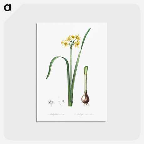 アートポストカード-Cowslip cupped daffodil illustration - ピエール ジョゼフ ルドゥーテ Postcard.