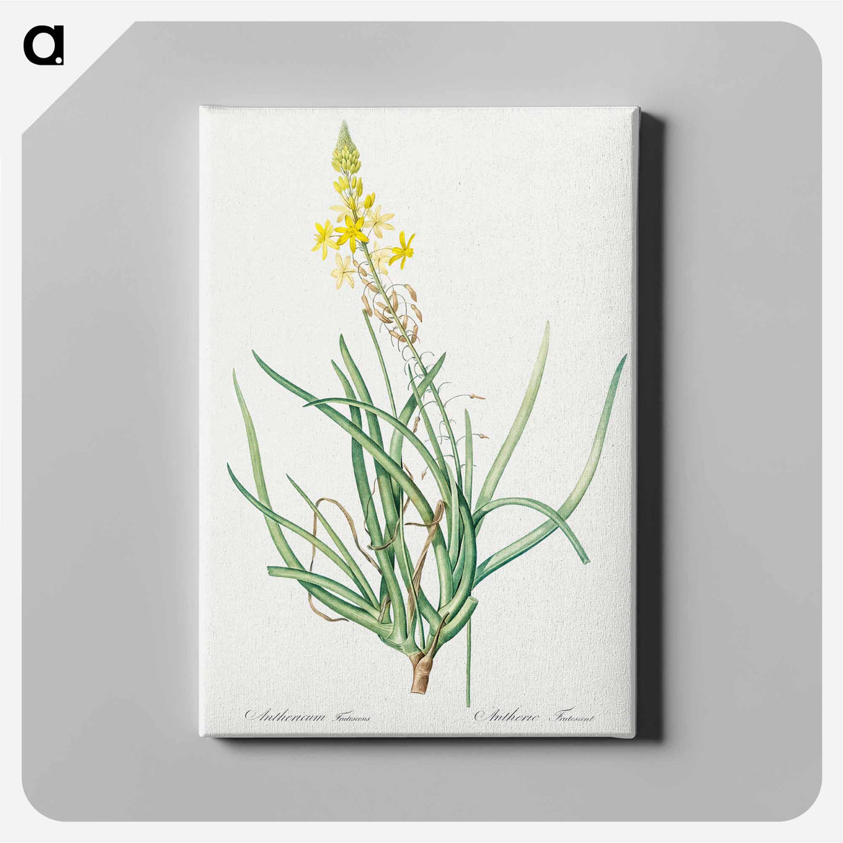 アートパネル-Stalked bulbine illustration - ピエール ジョゼフ ルドゥーテ Canvas.