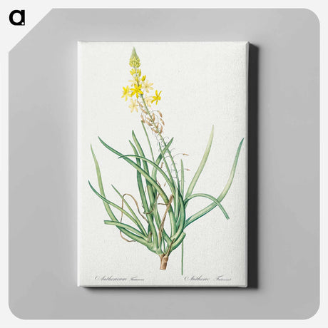 アートパネル-Stalked bulbine illustration - ピエール ジョゼフ ルドゥーテ Canvas.