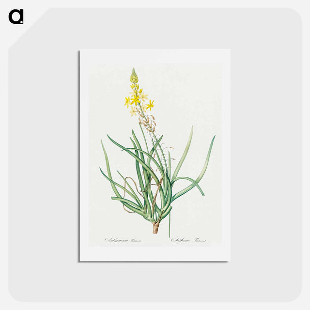 アートポストカード-Stalked bulbine illustration - ピエール ジョゼフ ルドゥーテ Postcard.