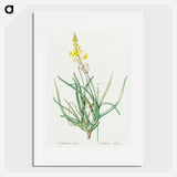 Stalked bulbine illustration - Pierre Joseph Redouté Poster.