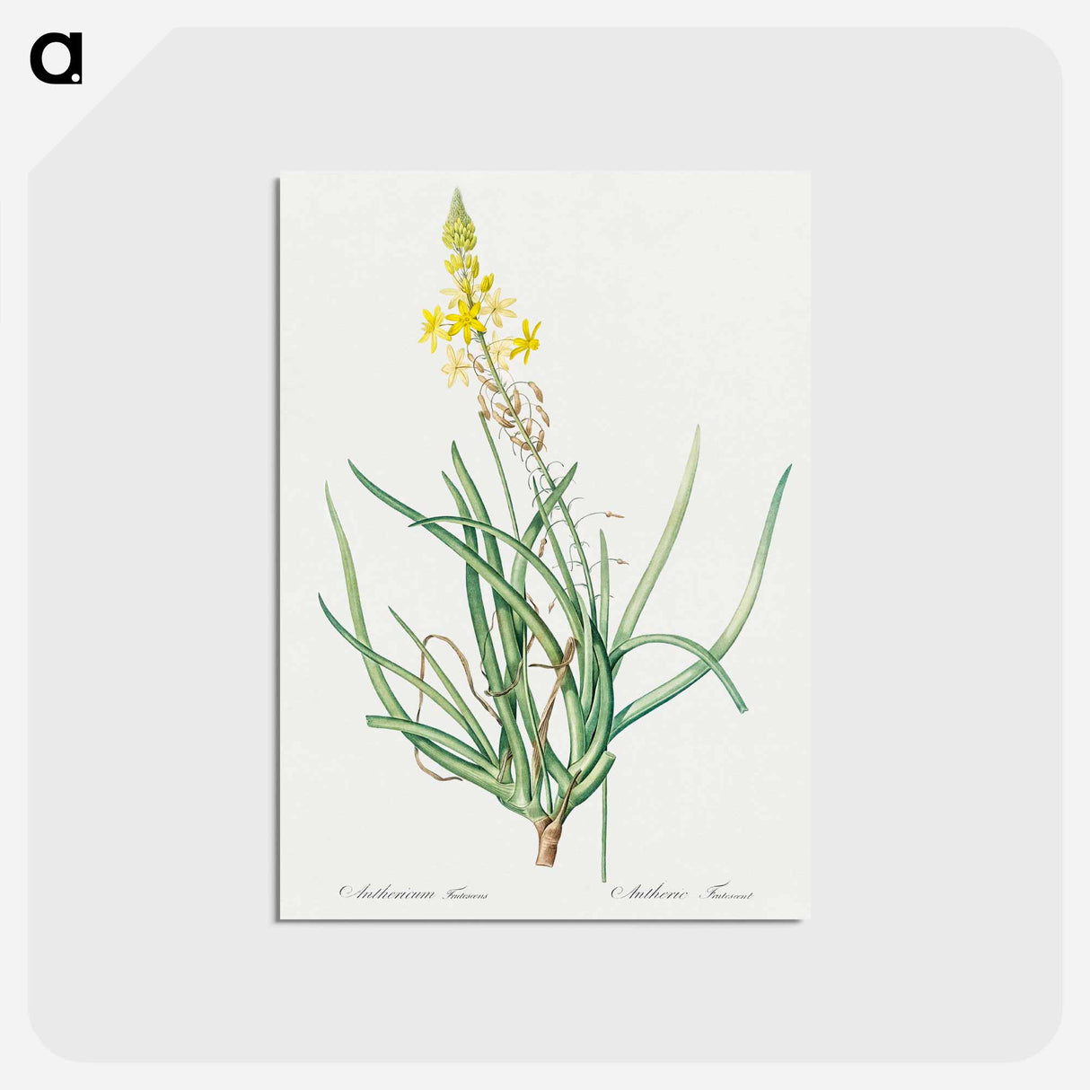 アートポストカード-Stalked bulbine illustration - ピエール ジョゼフ ルドゥーテ Postcard.
