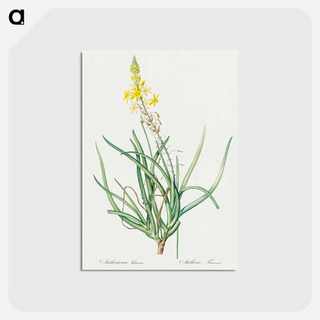 アートポストカード-Stalked bulbine illustration - ピエール ジョゼフ ルドゥーテ Postcard.