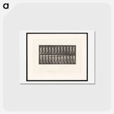 アートポストカード-Naked Man Ascending Stairs
 - エドワード マイブリッジ Postcard.