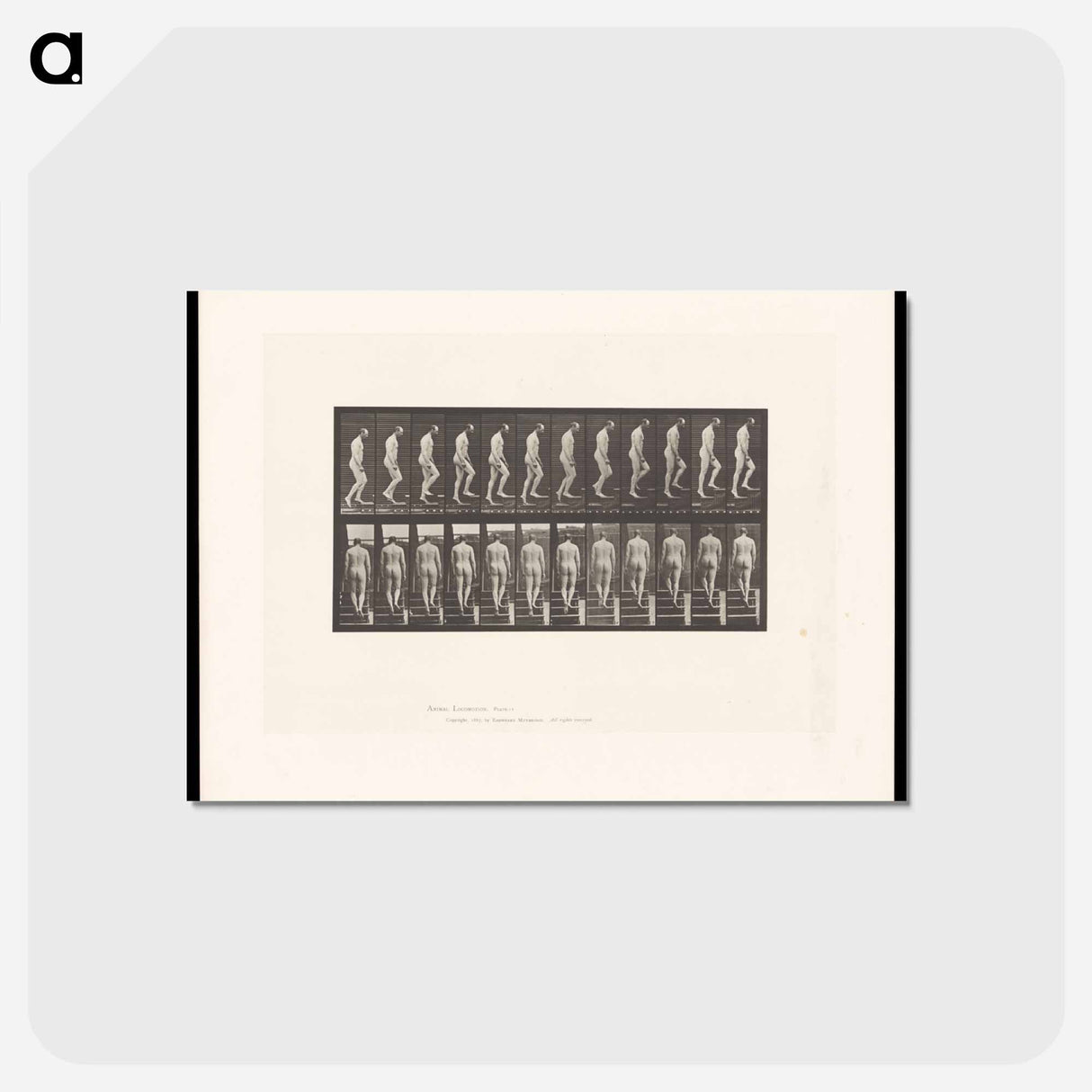 アートポストカード-Naked Man Ascending Stairs
 - エドワード マイブリッジ Postcard.