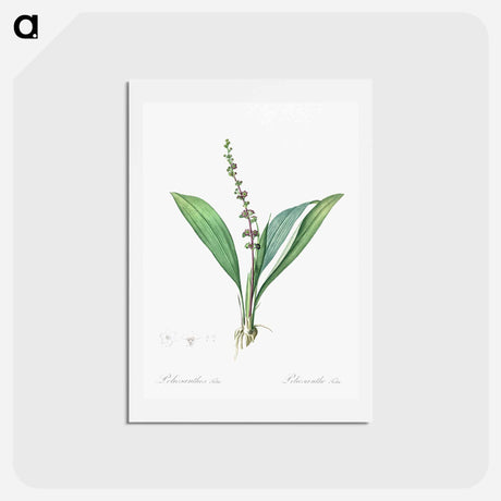 アートポストカード-Peliosanthes teta illustration from Les liliacées - ピエール ジョゼフ ルドゥーテ Postcard.